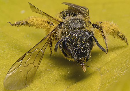 Apidae Halictinae: Lasioglossum sp., femmina.